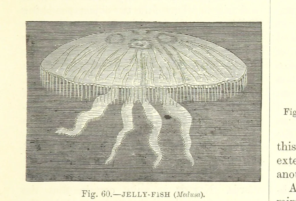 An illustration from Our Earth and its Story: a popular treatise on physical geography. Edited by R. Brown. With ... coloured plates and maps, etc, 1887, leaf 99