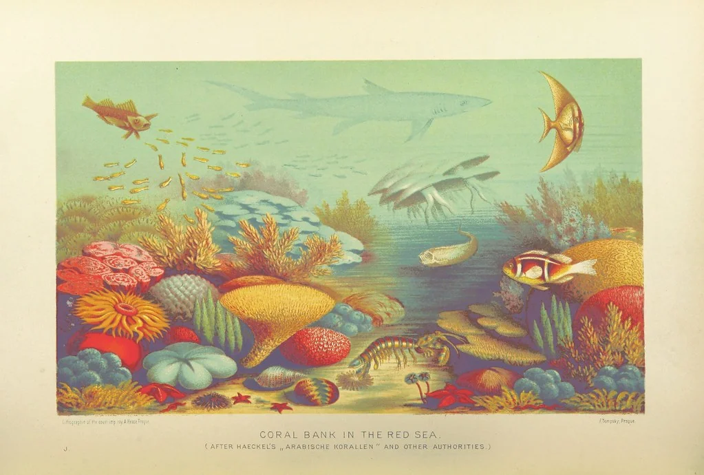 An illustration from Our Earth and its Story: a popular treatise on physical geography. Edited by R. Brown. With ... coloured plates and maps, etc, 1893, leaf 322