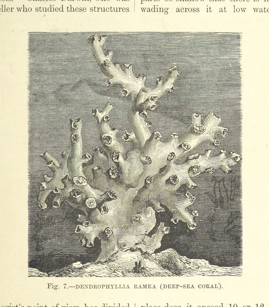 An illustration from Our Earth and its Story: a popular treatise on physical geography. Edited by R. Brown. With ... coloured plates and maps, etc, 1893, leaf 437