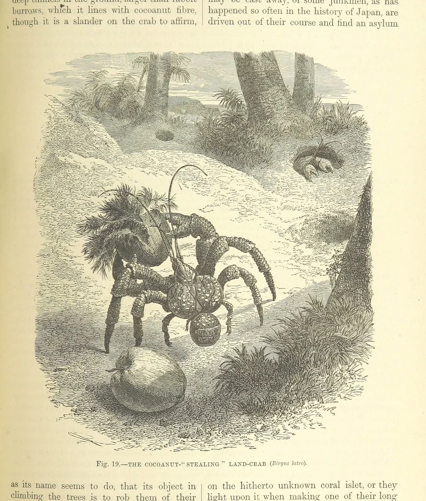 An illustration from Our Earth and its Story: a popular treatise on physical geography. Edited by R. Brown. With ... coloured plates and maps, etc, 1893, leaf 447