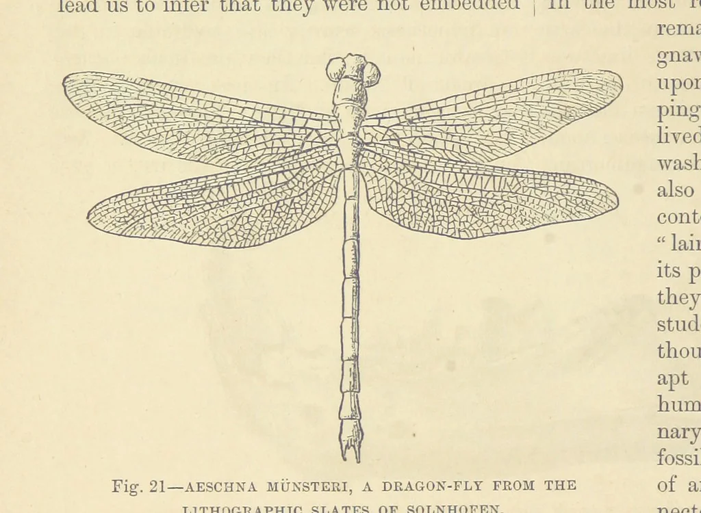 An illustration from Our Earth and its Story: a popular treatise on physical geography. Edited by R. Brown. With ... coloured plates and maps, etc, 1893, leaf 452