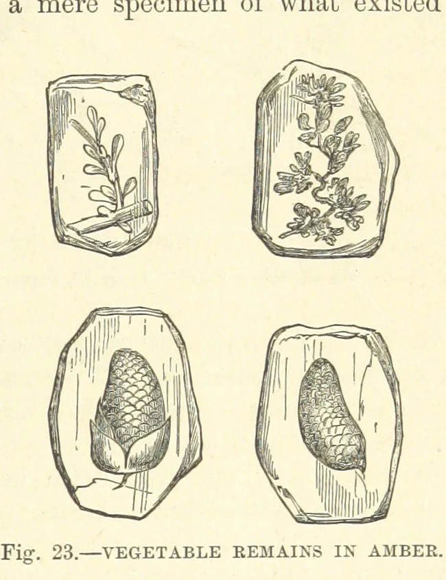 An illustration from Our Earth and its Story: a popular treatise on physical geography. Edited by R. Brown. With ... coloured plates and maps, etc, 1893, leaf 453