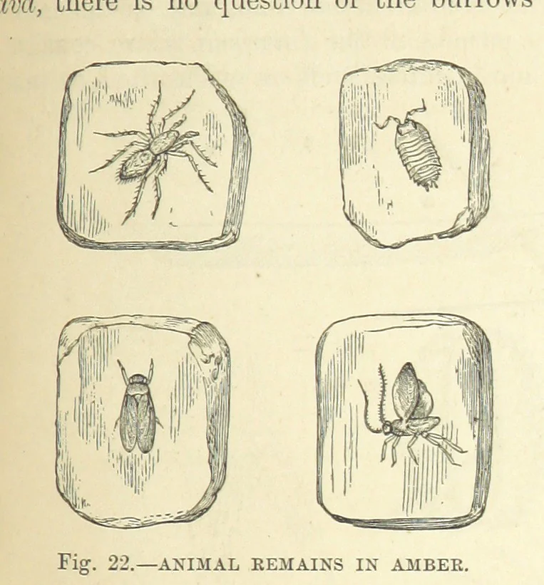 An illustration from Our Earth and its Story: a popular treatise on physical geography. Edited by R. Brown. With ... coloured plates and maps, etc, 1893, leaf 453