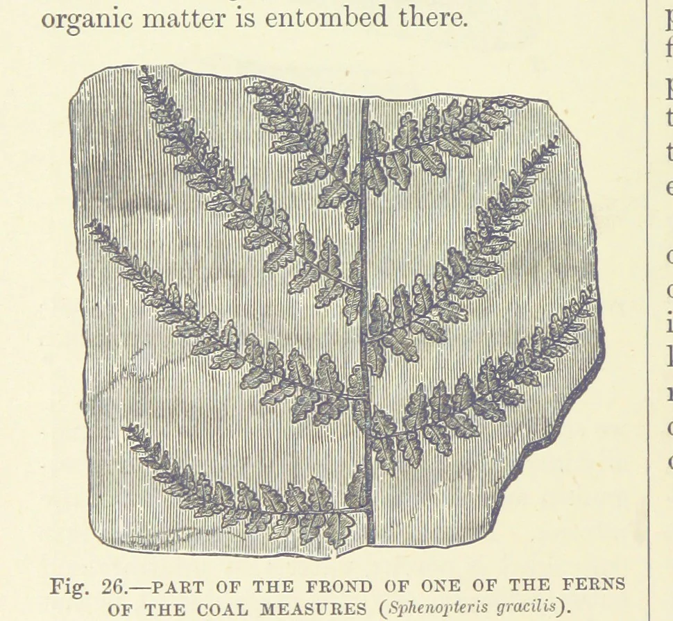 An illustration from Our Earth and its Story: a popular treatise on physical geography. Edited by R. Brown. With ... coloured plates and maps, etc, 1893, leaf 458
