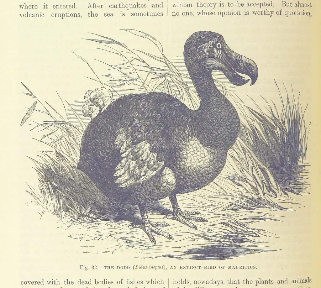 An illustration from Our Earth and its Story: a popular treatise on physical geography. Edited by R. Brown. With ... coloured plates and maps, etc, 1893, leaf 468