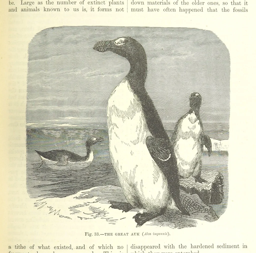 An illustration from Our Earth and its Story: a popular treatise on physical geography. Edited by R. Brown. With ... coloured plates and maps, etc, 1893, leaf 469