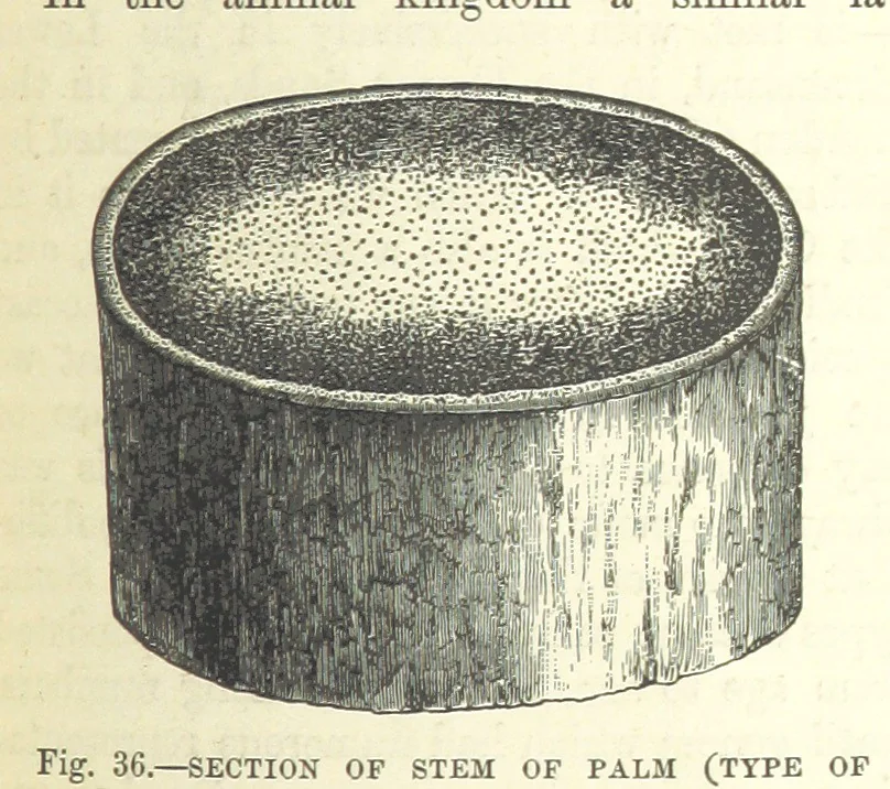 An illustration from Our Earth and its Story: a popular treatise on physical geography. Edited by R. Brown. With ... coloured plates and maps, etc, 1893, leaf 473