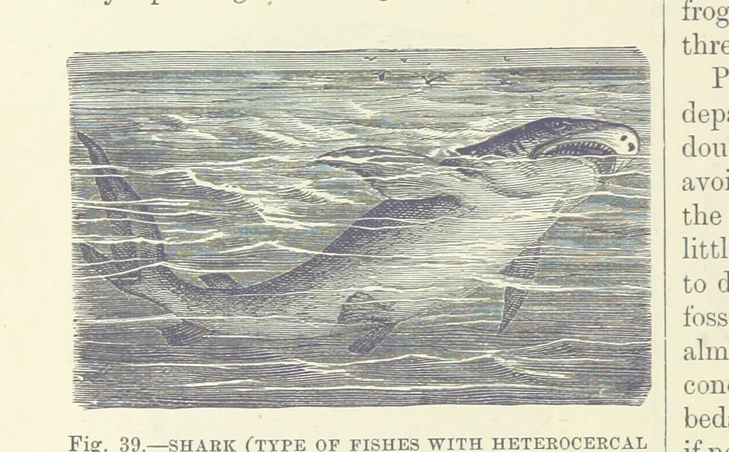 An illustration from Our Earth and its Story: a popular treatise on physical geography. Edited by R. Brown. With ... coloured plates and maps, etc, 1893, leaf 474