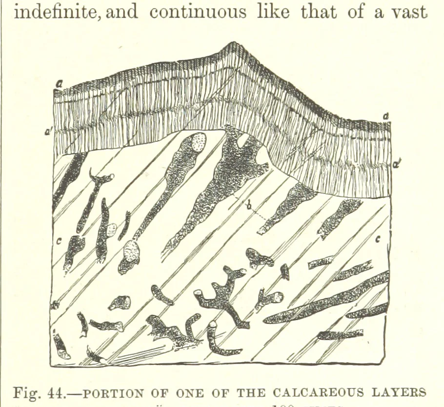 An illustration from Our Earth and its Story: a popular treatise on physical geography. Edited by R. Brown. With ... coloured plates and maps, etc, 1893, leaf 485