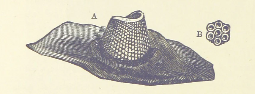 An illustration from Our Earth and its Story: a popular treatise on physical geography. Edited by R. Brown. With ... coloured plates and maps, etc, 1893, leaf 492