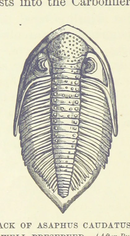 An illustration from Our Earth and its Story: a popular treatise on physical geography. Edited by R. Brown. With ... coloured plates and maps, etc, 1893, leaf 492