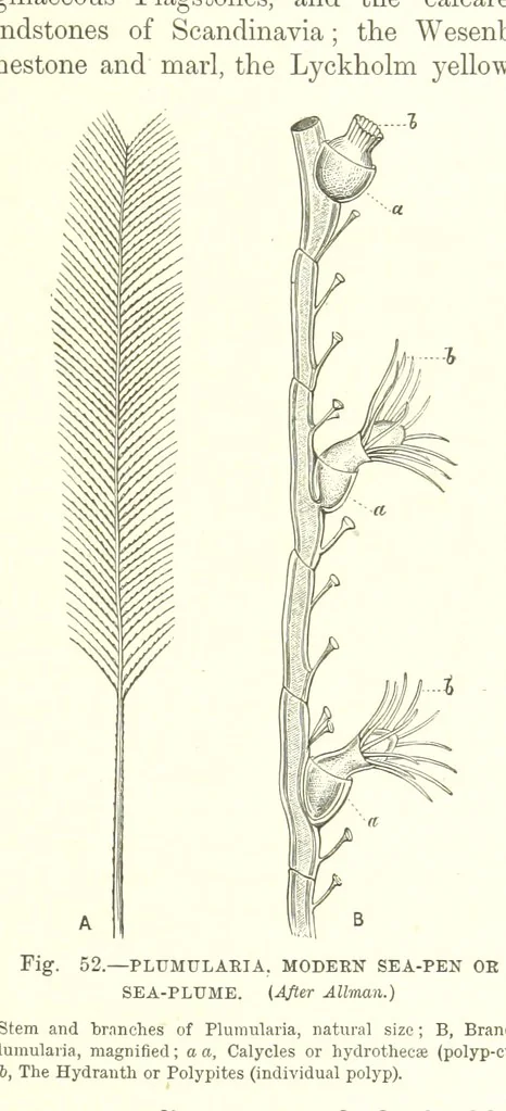 An illustration from Our Earth and its Story: a popular treatise on physical geography. Edited by R. Brown. With ... coloured plates and maps, etc, 1893, leaf 495