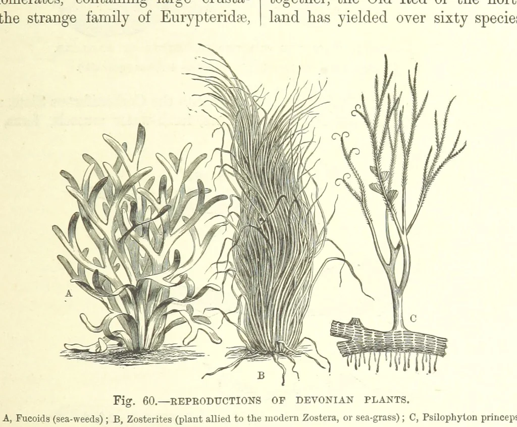 An illustration from Our Earth and its Story: a popular treatise on physical geography. Edited by R. Brown. With ... coloured plates and maps, etc, 1893, leaf 507
