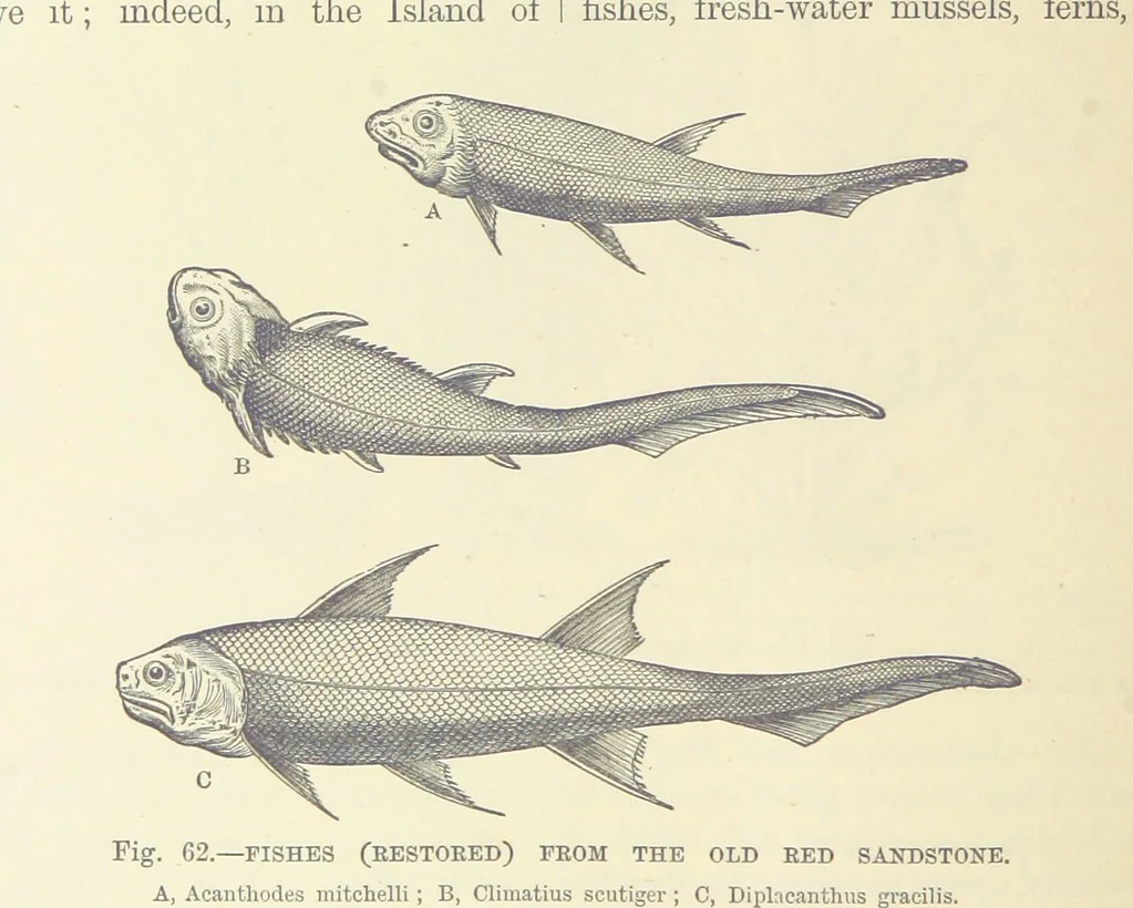 An illustration from Our Earth and its Story: a popular treatise on physical geography. Edited by R. Brown. With ... coloured plates and maps, etc, 1893, leaf 508