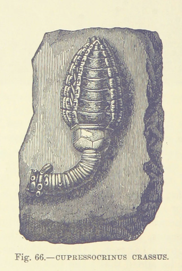 An illustration from Our Earth and its Story: a popular treatise on physical geography. Edited by R. Brown. With ... coloured plates and maps, etc, 1893, leaf 512