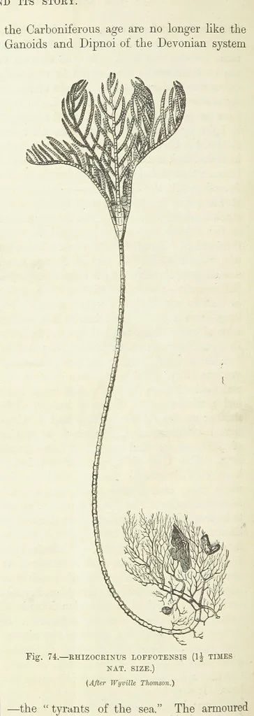 An illustration from Our Earth and its Story: a popular treatise on physical geography. Edited by R. Brown. With ... coloured plates and maps, etc, 1893, leaf 522
