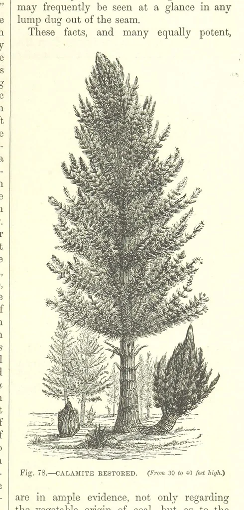 An illustration from Our Earth and its Story: a popular treatise on physical geography. Edited by R. Brown. With ... coloured plates and maps, etc, 1893, leaf 529