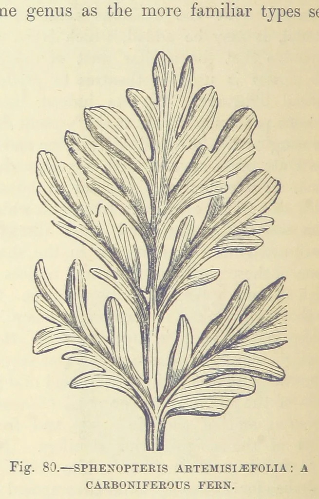 An illustration from Our Earth and its Story: a popular treatise on physical geography. Edited by R. Brown. With ... coloured plates and maps, etc, 1893, leaf 530