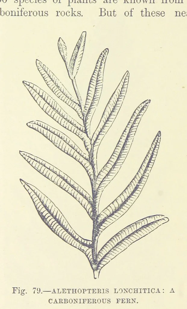 An illustration from Our Earth and its Story: a popular treatise on physical geography. Edited by R. Brown. With ... coloured plates and maps, etc, 1893, leaf 530
