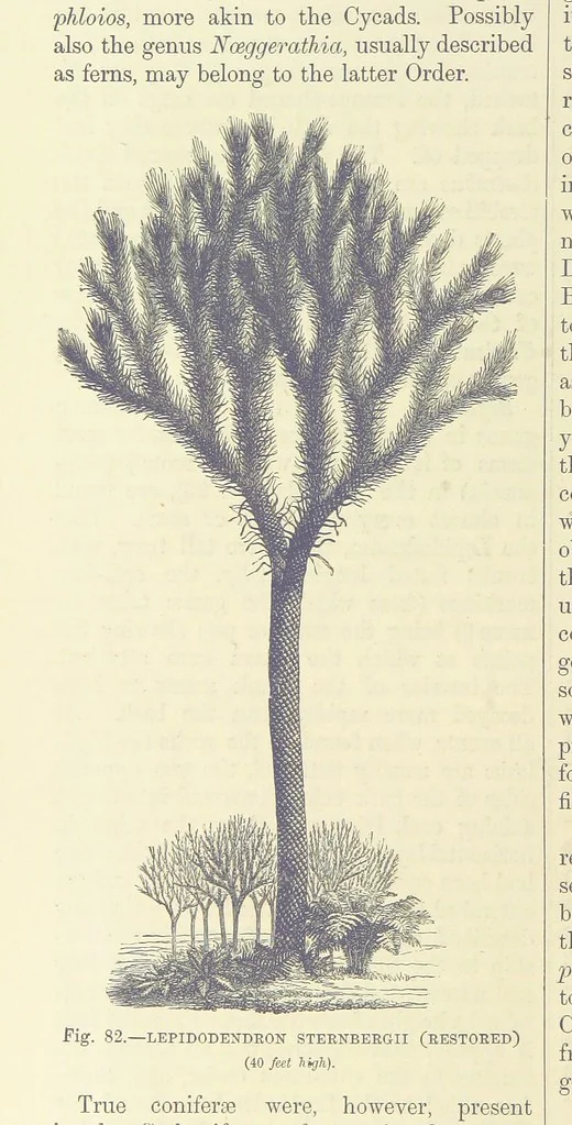 An illustration from Our Earth and its Story: a popular treatise on physical geography. Edited by R. Brown. With ... coloured plates and maps, etc, 1893, leaf 532