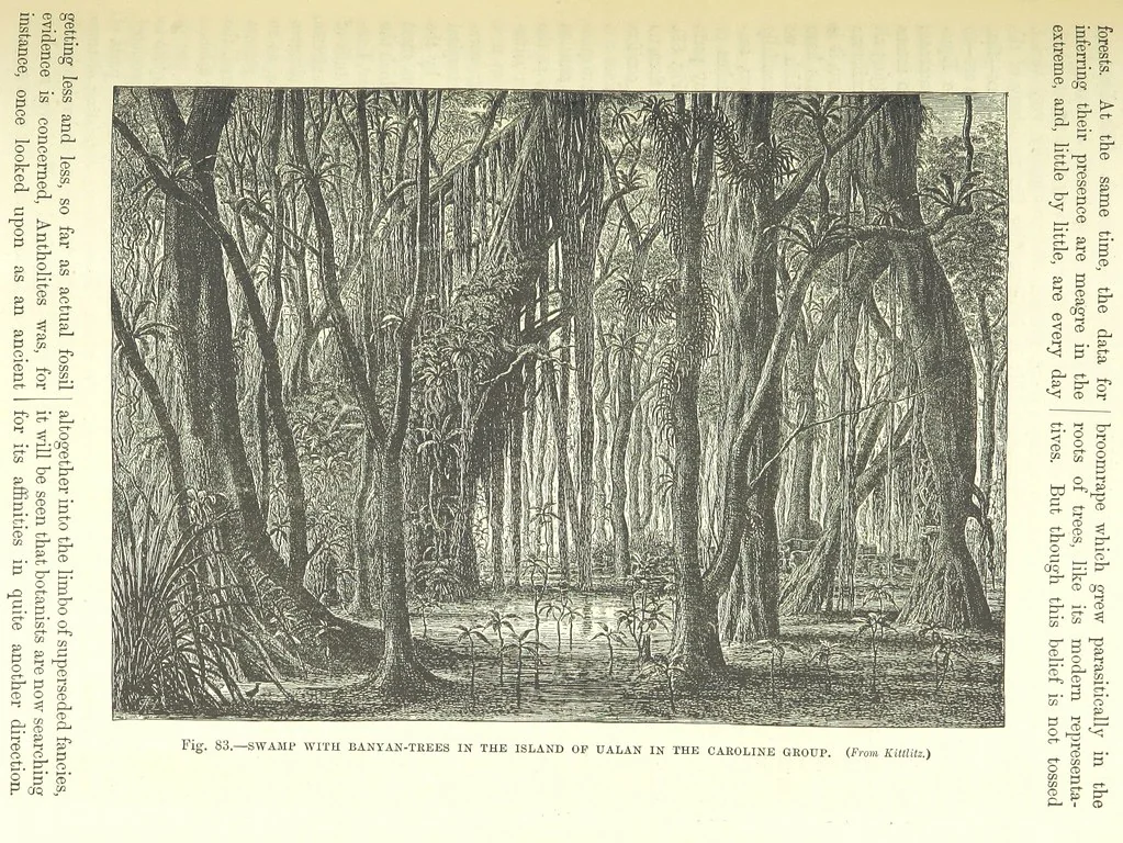 An illustration from Our Earth and its Story: a popular treatise on physical geography. Edited by R. Brown. With ... coloured plates and maps, etc, 1893, leaf 533