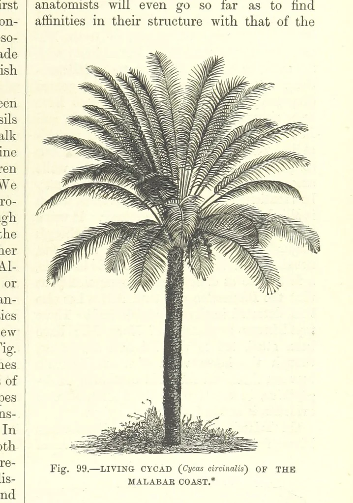 An illustration from Our Earth and its Story: a popular treatise on physical geography. Edited by R. Brown. With ... coloured plates and maps, etc, 1893, leaf 563