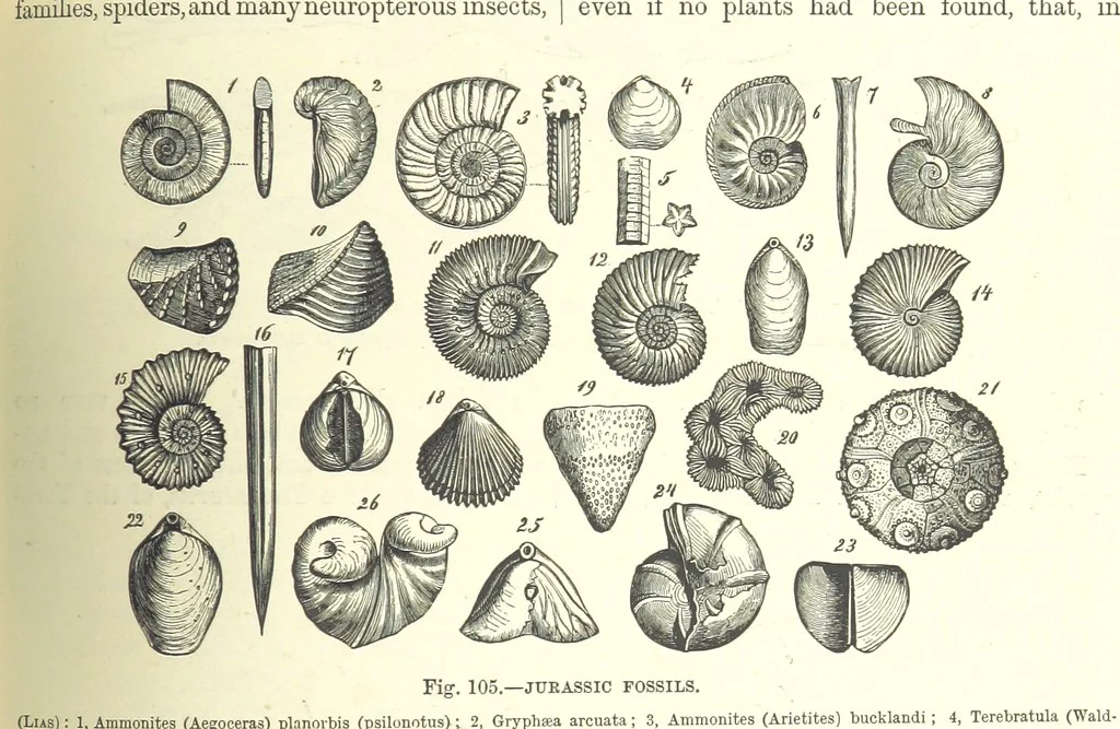 An illustration from Our Earth and its Story: a popular treatise on physical geography. Edited by R. Brown. With ... coloured plates and maps, etc, 1893, leaf 575