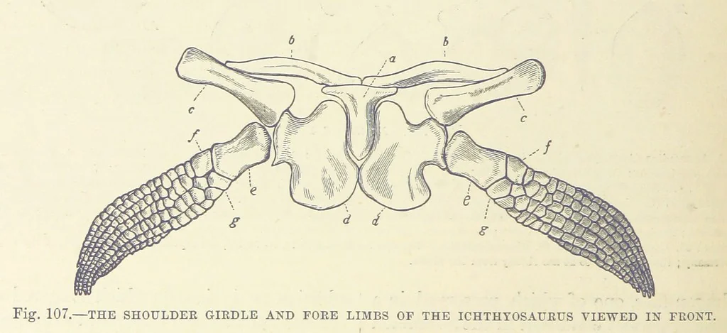 An illustration from Our Earth and its Story: a popular treatise on physical geography. Edited by R. Brown. With ... coloured plates and maps, etc, 1893, leaf 576