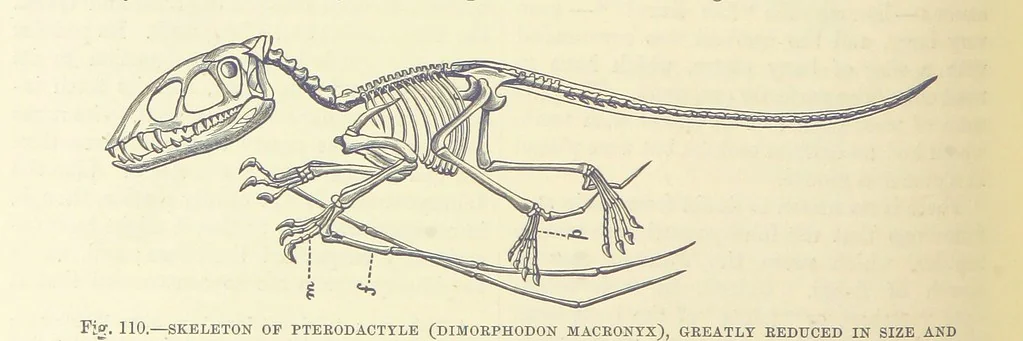 An illustration from Our Earth and its Story: a popular treatise on physical geography. Edited by R. Brown. With ... coloured plates and maps, etc, 1893, leaf 578