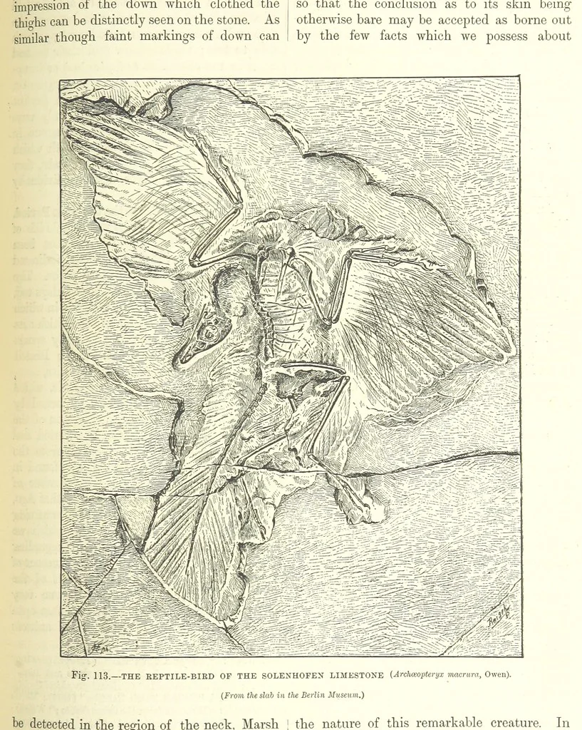 An illustration from Our Earth and its Story: a popular treatise on physical geography. Edited by R. Brown. With ... coloured plates and maps, etc, 1893, leaf 583