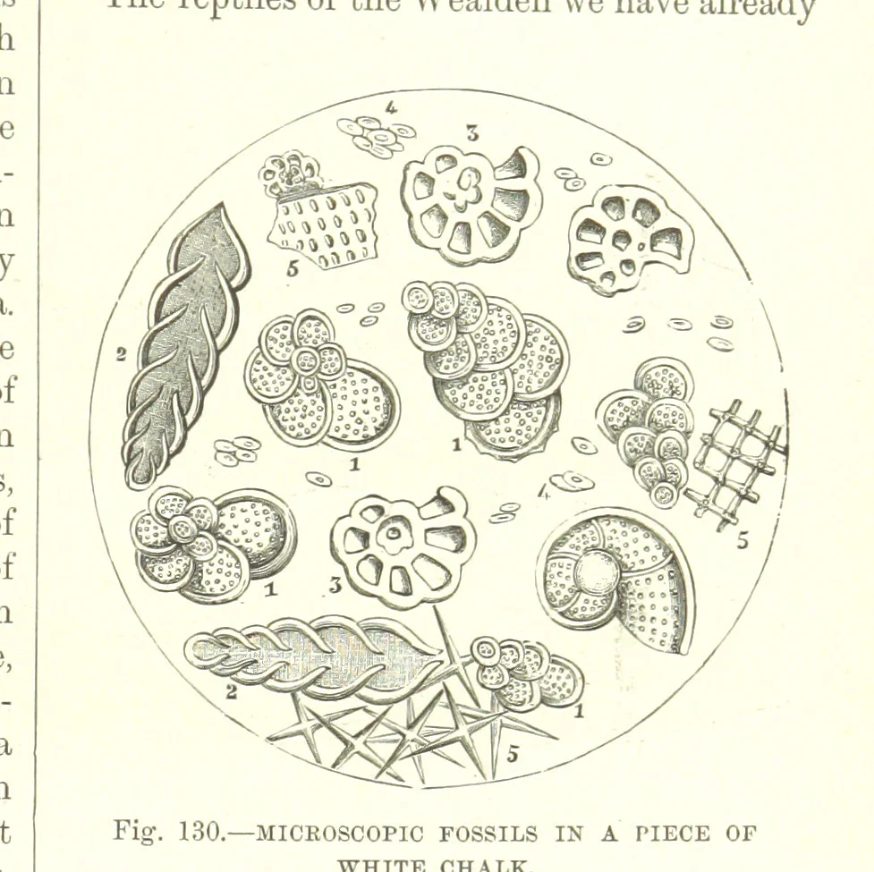 An illustration from Our Earth and its Story: a popular treatise on physical geography. Edited by R. Brown. With ... coloured plates and maps, etc, 1893, leaf 613