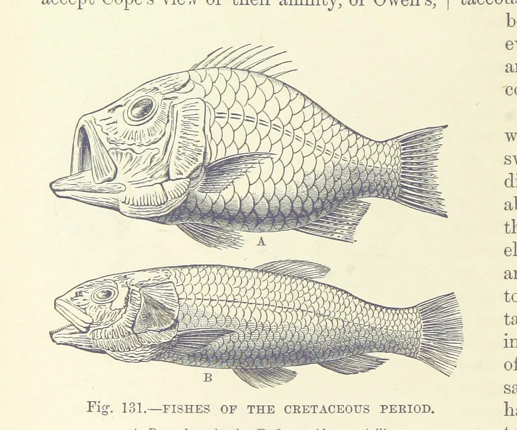 An illustration from Our Earth and its Story: a popular treatise on physical geography. Edited by R. Brown. With ... coloured plates and maps, etc, 1893, leaf 614