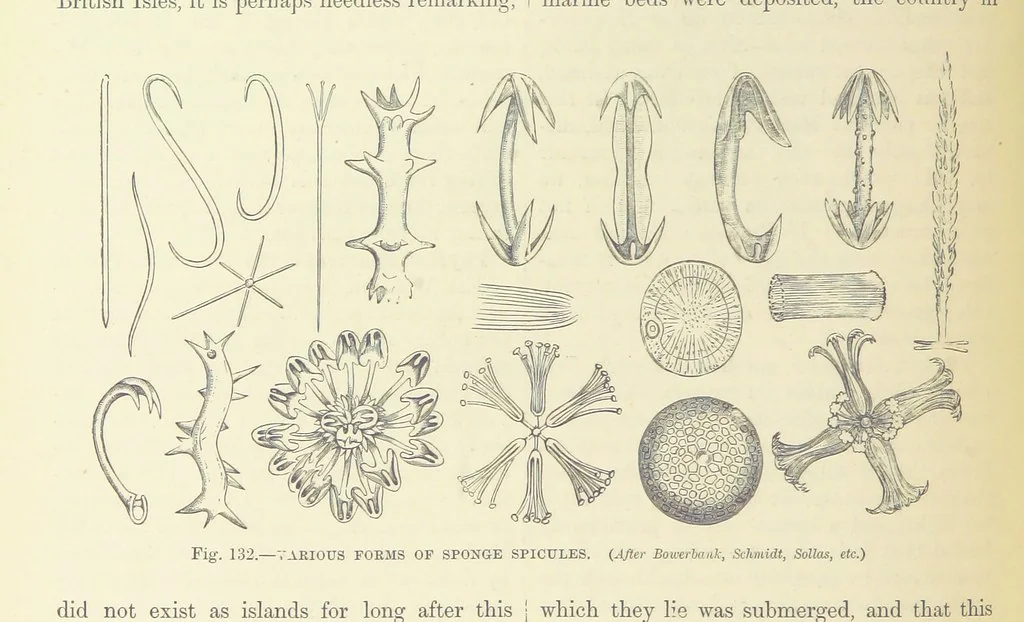 An illustration from Our Earth and its Story: a popular treatise on physical geography. Edited by R. Brown. With ... coloured plates and maps, etc, 1893, leaf 616