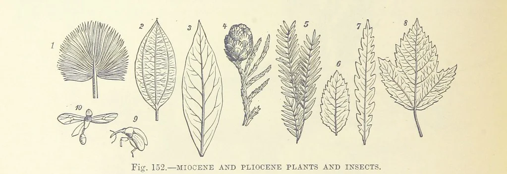 An illustration from Our Earth and its Story: a popular treatise on physical geography. Edited by R. Brown. With ... coloured plates and maps, etc, 1893, leaf 652