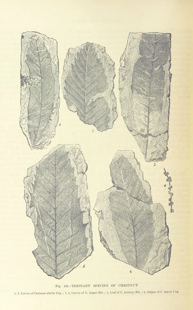 An illustration from Our Earth and its Story: a popular treatise on physical geography. Edited by R. Brown. With ... coloured plates and maps, etc, 1893, leaf 654