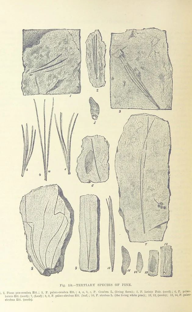 An illustration from Our Earth and its Story: a popular treatise on physical geography. Edited by R. Brown. With ... coloured plates and maps, etc, 1893, leaf 656