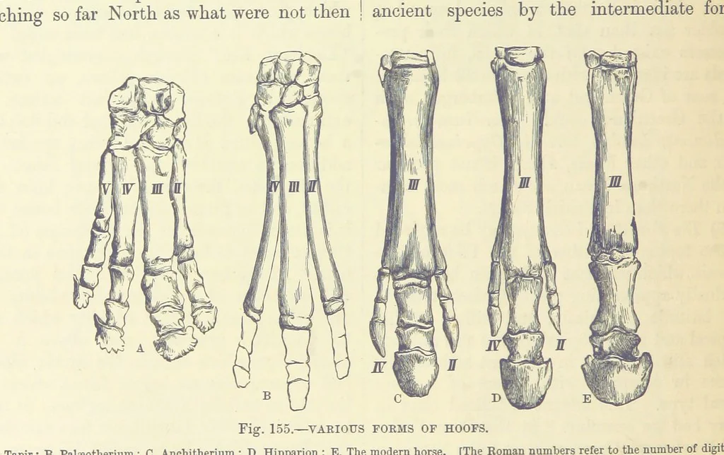 An illustration from Our Earth and its Story: a popular treatise on physical geography. Edited by R. Brown. With ... coloured plates and maps, etc, 1893, leaf 658