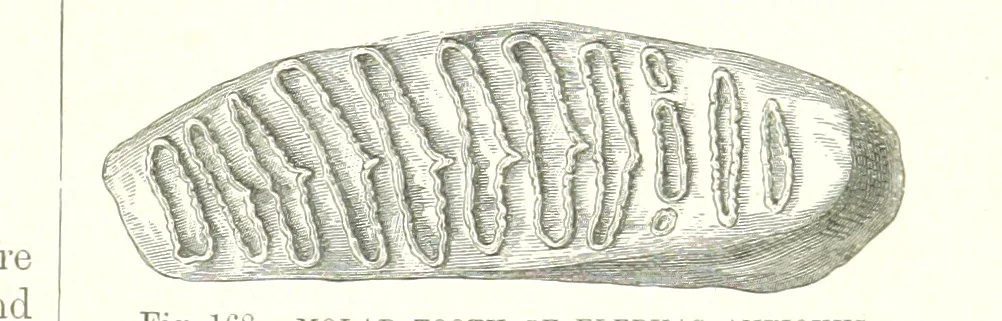 An illustration from Our Earth and its Story: a popular treatise on physical geography. Edited by R. Brown. With ... coloured plates and maps, etc, 1893, leaf 677