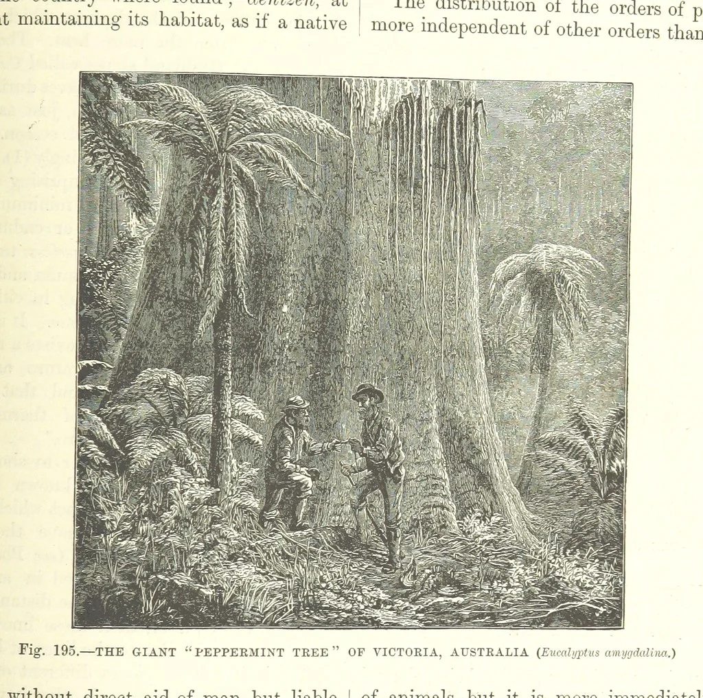 An illustration from Our Earth and its Story: a popular treatise on physical geography. Edited by R. Brown. With ... coloured plates and maps, etc, 1893, leaf 713