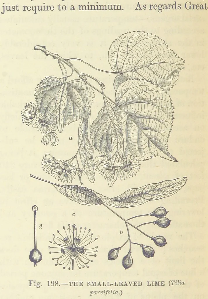 An illustration from Our Earth and its Story: a popular treatise on physical geography. Edited by R. Brown. With ... coloured plates and maps, etc, 1893, leaf 716