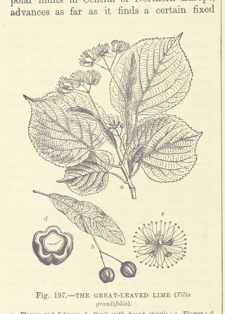 An illustration from Our Earth and its Story: a popular treatise on physical geography. Edited by R. Brown. With ... coloured plates and maps, etc, 1893, leaf 716