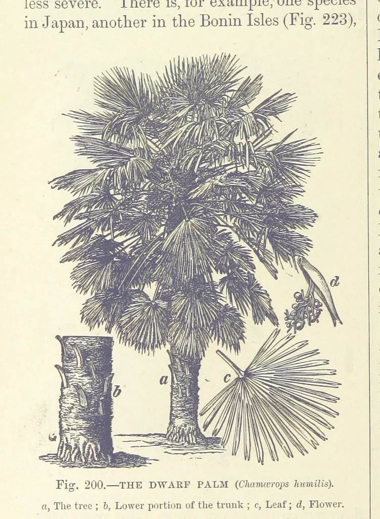 An illustration from Our Earth and its Story: a popular treatise on physical geography. Edited by R. Brown. With ... coloured plates and maps, etc, 1893, leaf 718