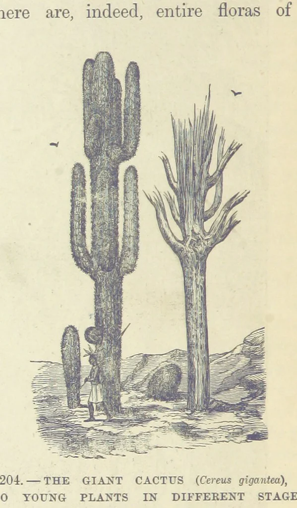 An illustration from Our Earth and its Story: a popular treatise on physical geography. Edited by R. Brown. With ... coloured plates and maps, etc, 1893, leaf 720