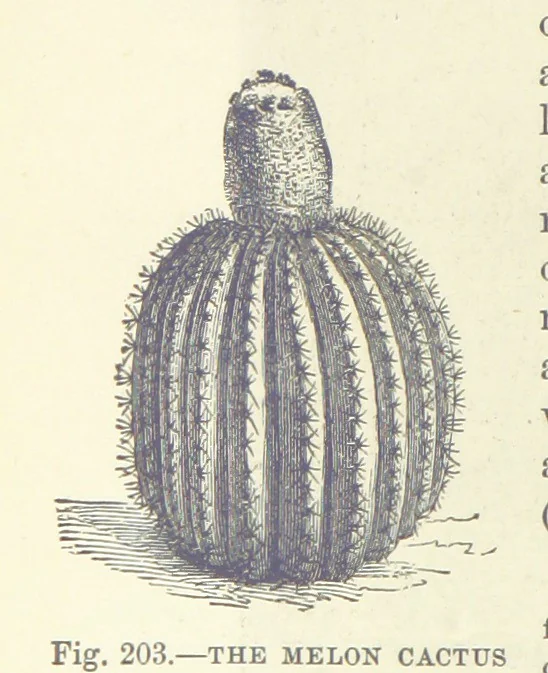 An illustration from Our Earth and its Story: a popular treatise on physical geography. Edited by R. Brown. With ... coloured plates and maps, etc, 1893, leaf 720