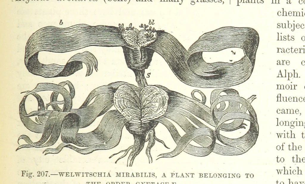 An illustration from Our Earth and its Story: a popular treatise on physical geography. Edited by R. Brown. With ... coloured plates and maps, etc, 1893, leaf 723