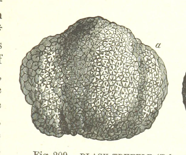 An illustration from Our Earth and its Story: a popular treatise on physical geography. Edited by R. Brown. With ... coloured plates and maps, etc, 1893, leaf 725