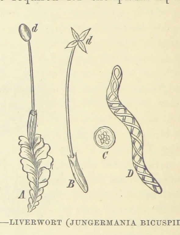 An illustration from Our Earth and its Story: a popular treatise on physical geography. Edited by R. Brown. With ... coloured plates and maps, etc, 1893, leaf 736
