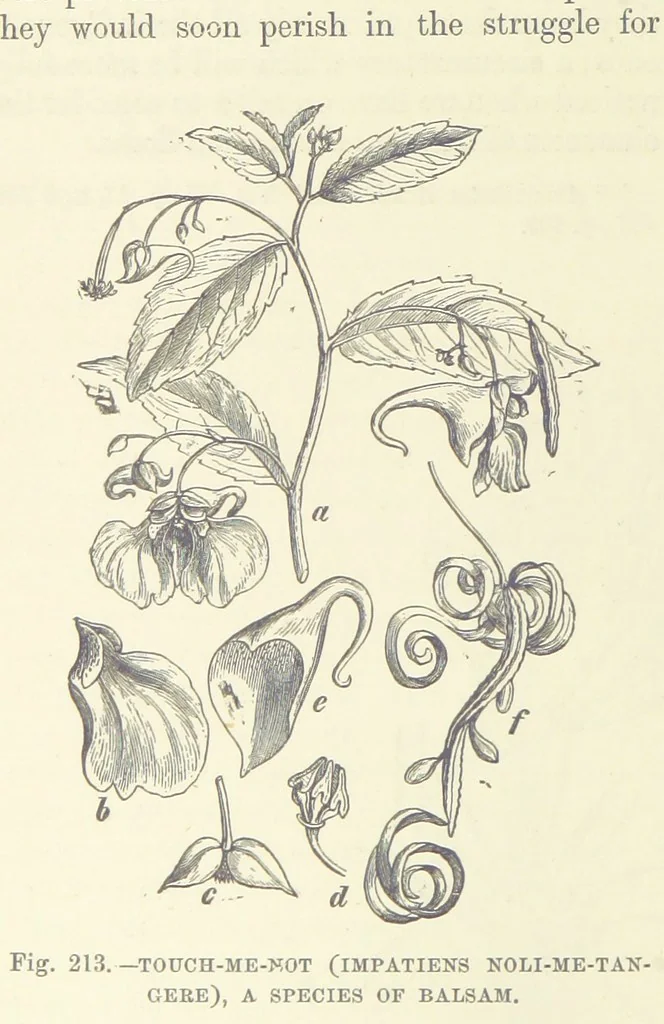 An illustration from Our Earth and its Story: a popular treatise on physical geography. Edited by R. Brown. With ... coloured plates and maps, etc, 1893, leaf 736