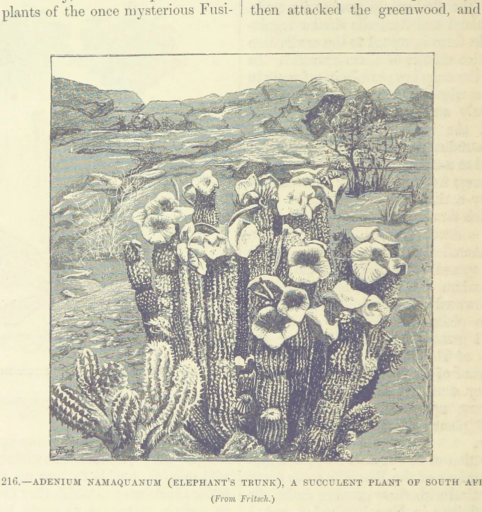 An illustration from Our Earth and its Story: a popular treatise on physical geography. Edited by R. Brown. With ... coloured plates and maps, etc, 1893, leaf 740