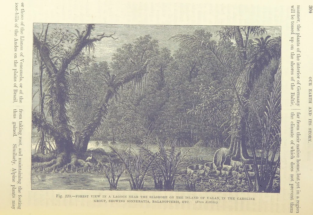 An illustration from Our Earth and its Story: a popular treatise on physical geography. Edited by R. Brown. With ... coloured plates and maps, etc, 1893, leaf 748